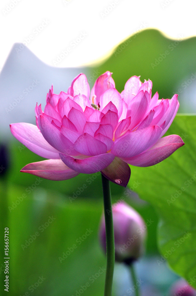 Fototapeta premium Blossom lotus flower