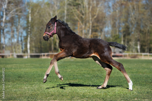 young foal running on a field