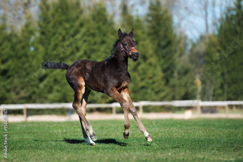 Valokuva brown foal running on a field in summer