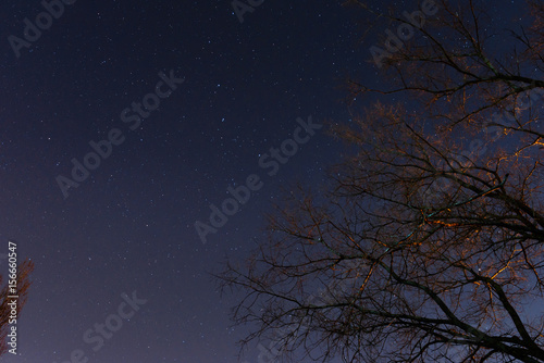 beautiful night sky, the Milky Way and the trees © cezarksv