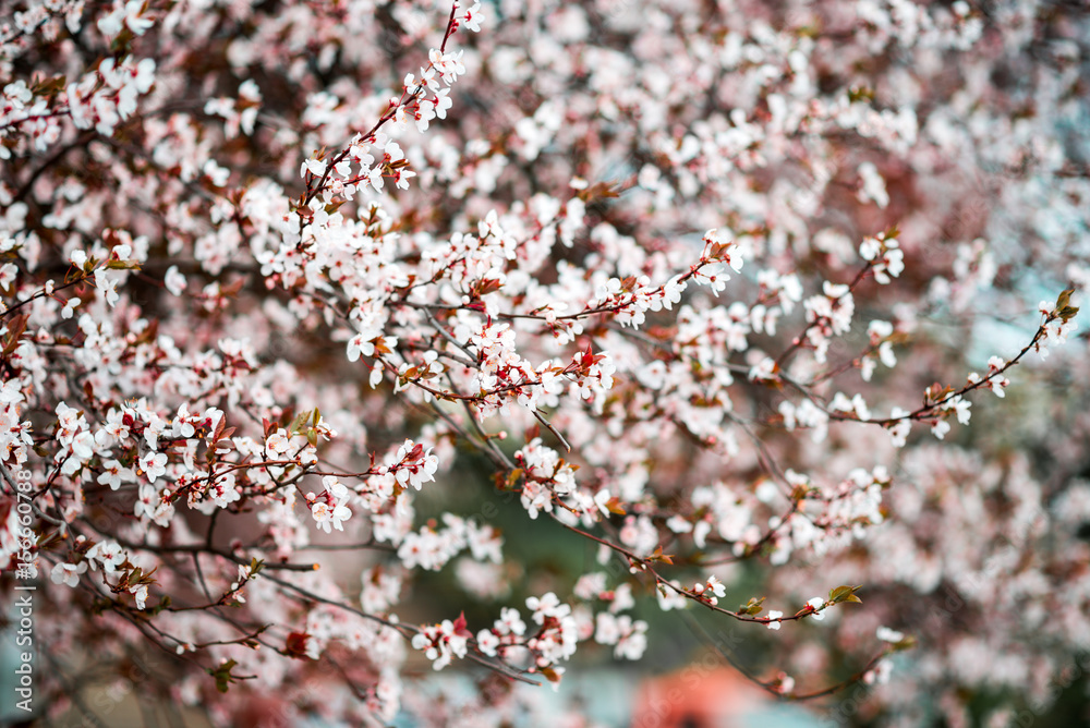 Sakura Flower or Cherry Blossom With Beautiful Nature Background