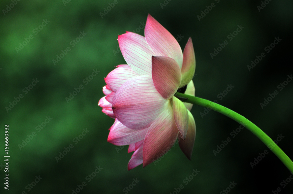 Fototapeta premium Blossom lotus flower