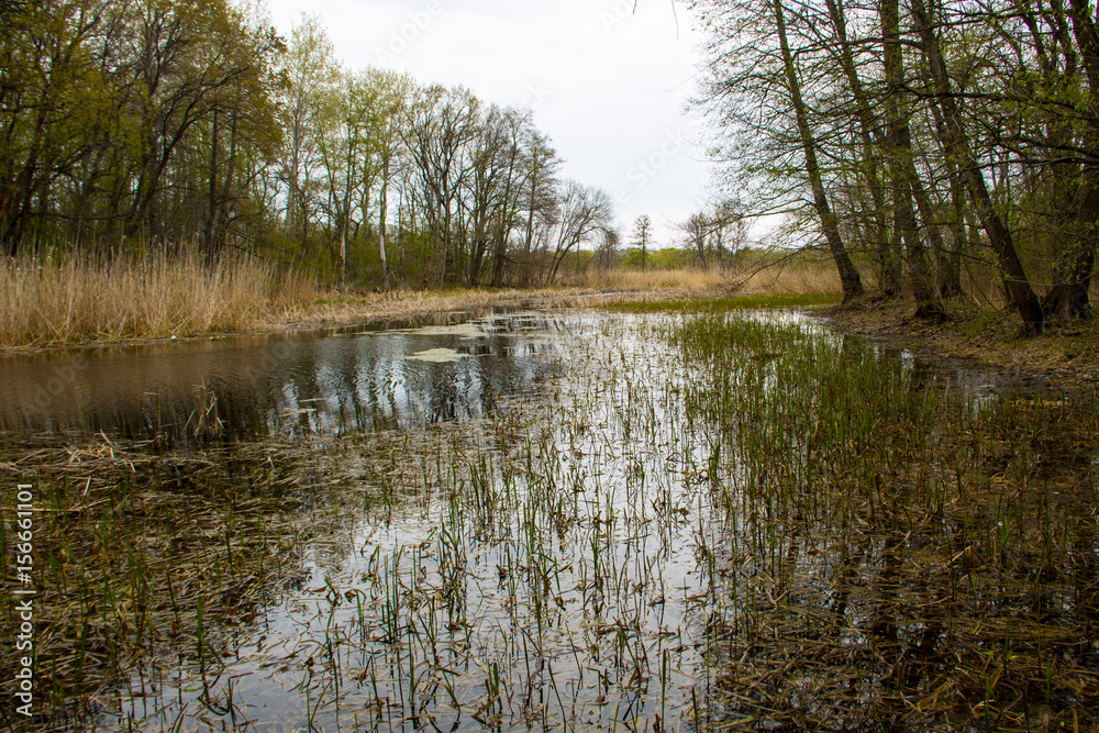 Fototapeta premium River in forest