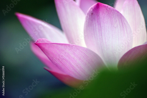 Blossom lotus flower