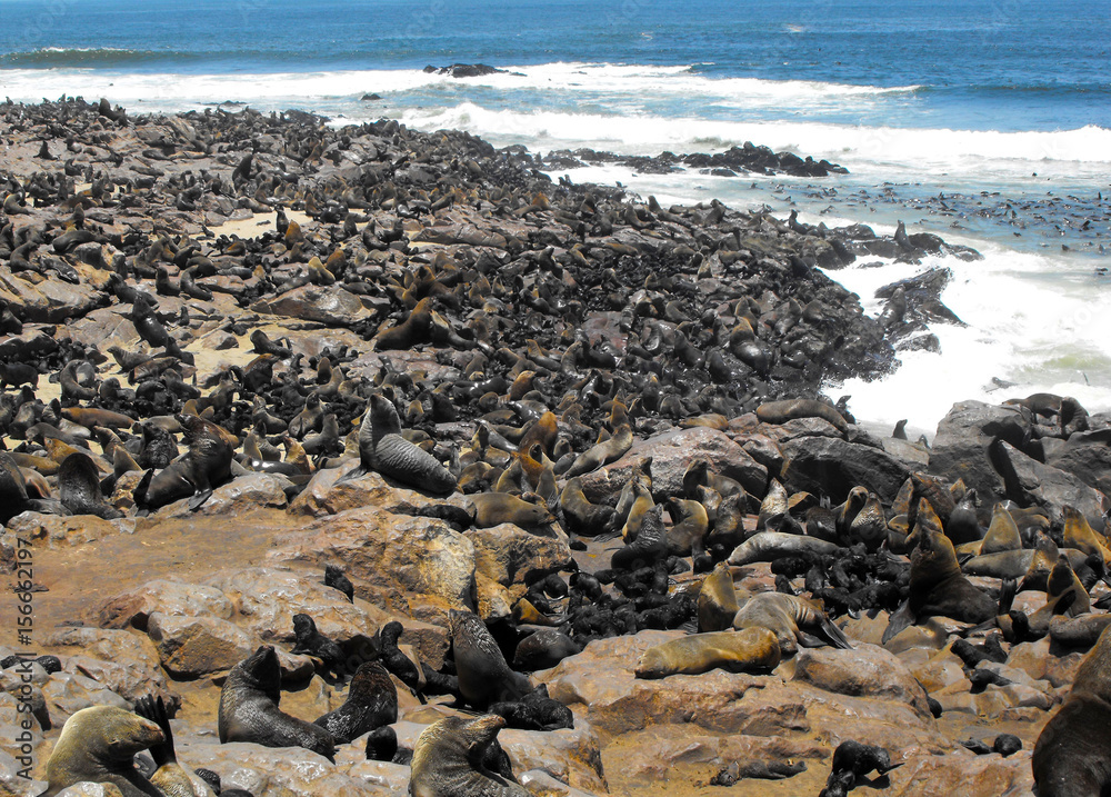 Cape Fur Seals Cape Cross, Namibia Cape Fur Seals Cape Cross, Namibia