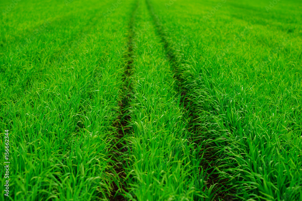 Close up of fresh thick grass with water drops in the early morning Close up of fresh thick grass with water drops in the early morning