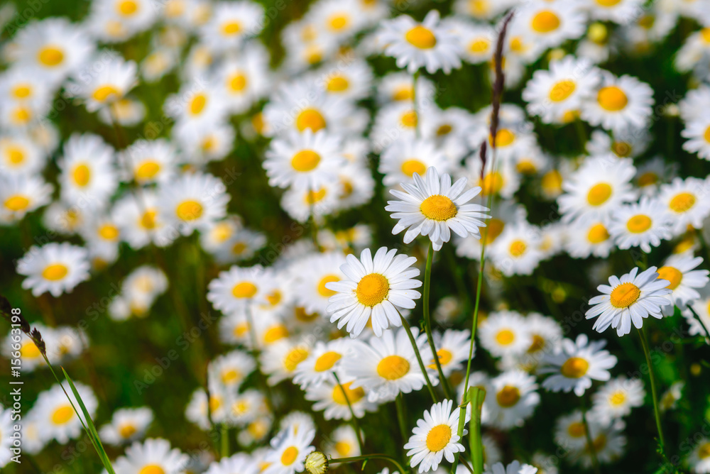 Selective focus daisy flowers - wild chamomile. Green grass and chamomiles in the nature Selective focus daisy flowers - wild chamomile. Green grass and chamomiles in the nature