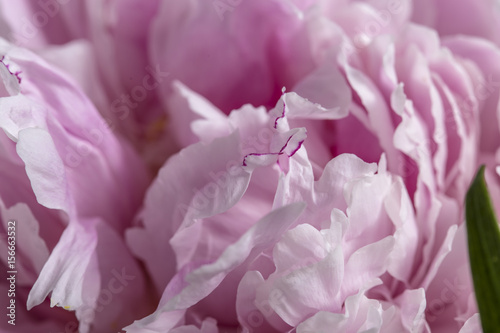 Smooth pink peony petals abstract texture © jordieasy