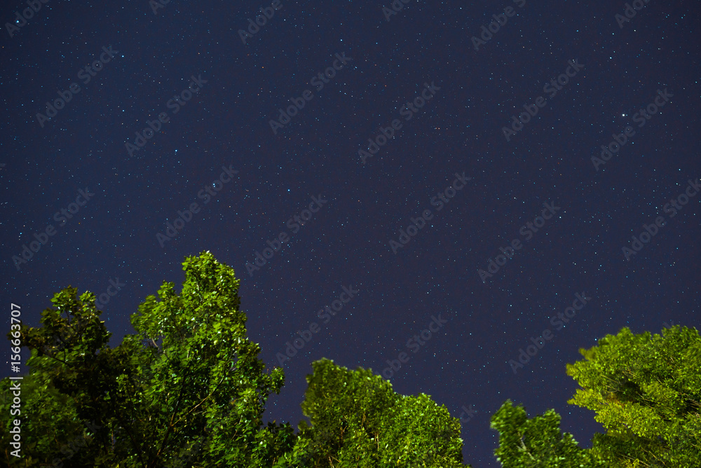 Fototapeta premium Blue dark night sky with many stars above field of trees.