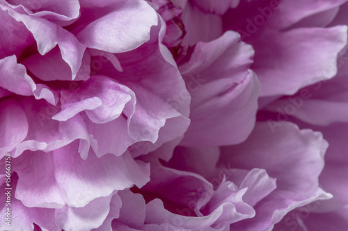  Flower background pink peony petals in bloom © jordieasy