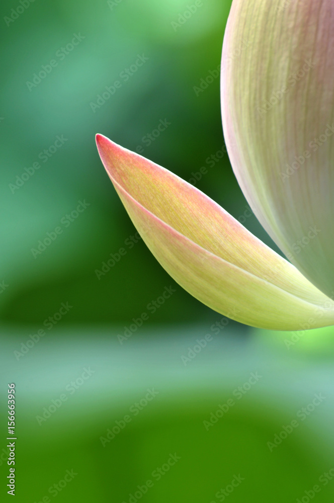 Fototapeta premium Blossom lotus flower