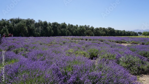 California Lavender field