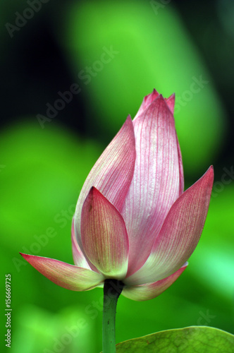 Blossom lotus flower