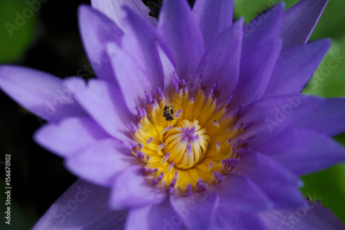 A bee inside Purple water lilly close up