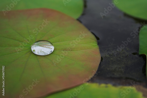 Water drop on red shade water lilly leaf