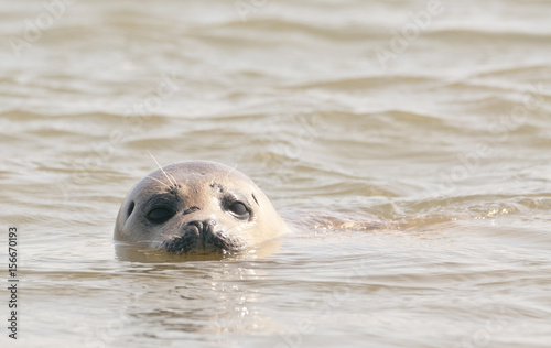 Grey Seal pup (Halichoerus grypus) swimming in sea at Wells-next-the-Sea, Norfolk