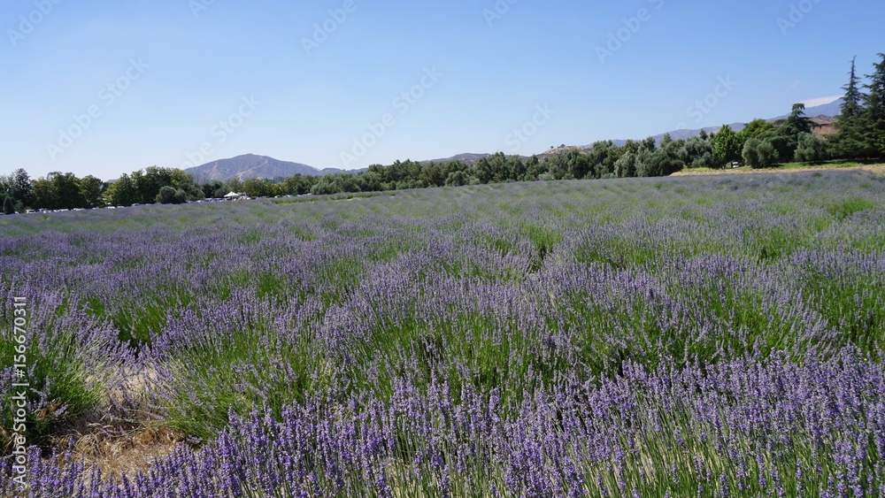 California Lavender field California Lavender field