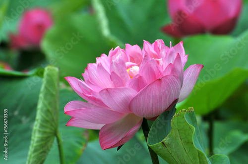 Blossom lotus flower