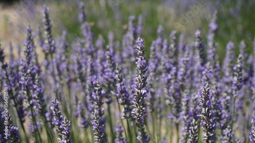 California Lavender field © Shuyang