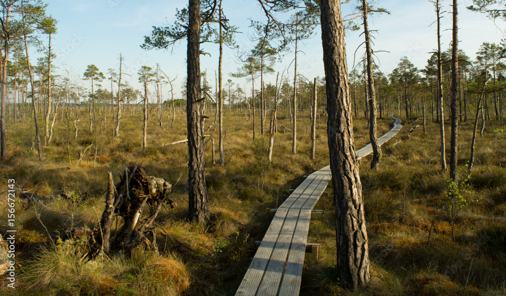 Obraz premium The Path