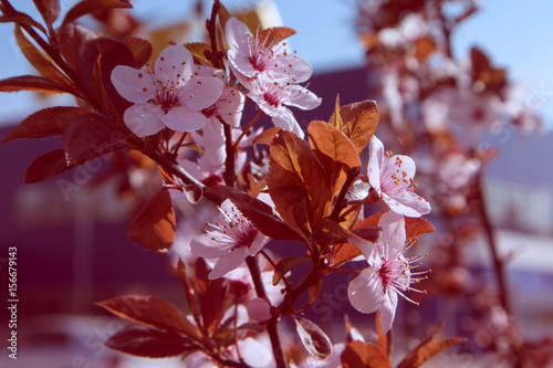 Romantic apple tree brunches blossoming with gentle pink flowers and first buds, springtime. Beautiful cherry tree brunches, macro view, blued background.