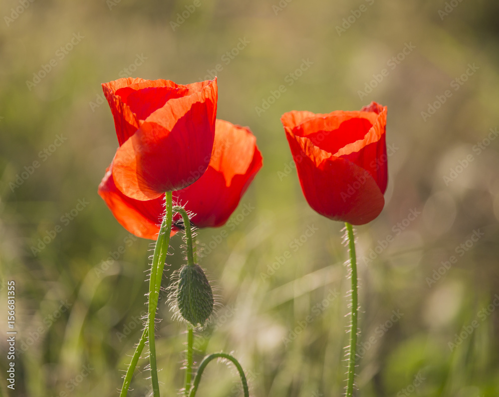 Fototapeta premium Red poppies on a hot, sunny day