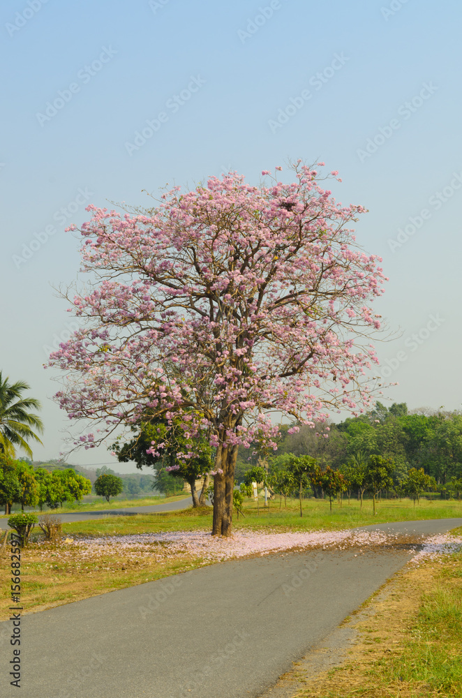 Tabebuia rosea blossom with grass field background Tabebuia rosea blossom with grass field background
