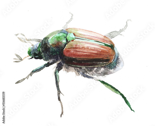 Watercolor single beetle insect animal isolated on a white background illustration.
