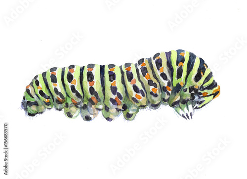 Watercolor single caterpillar insect animal isolated on a white background illustration.