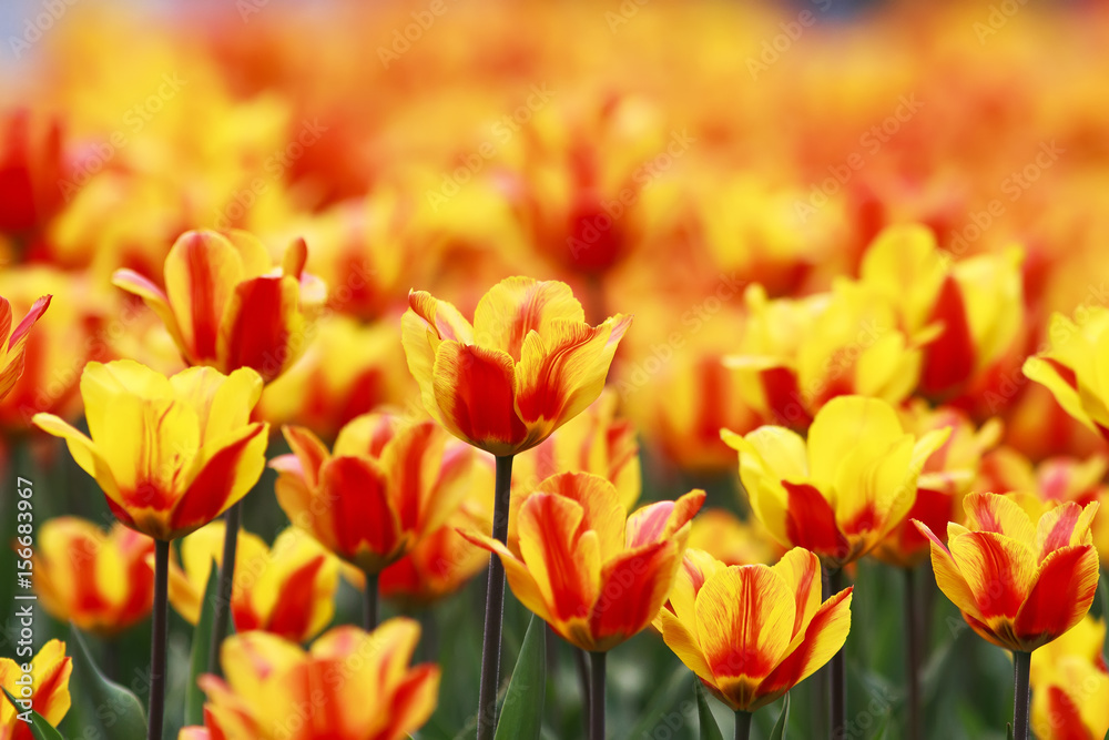beautiful natural background with many colors yellow and red tulips beautiful natural background with many colors yellow and red tulips