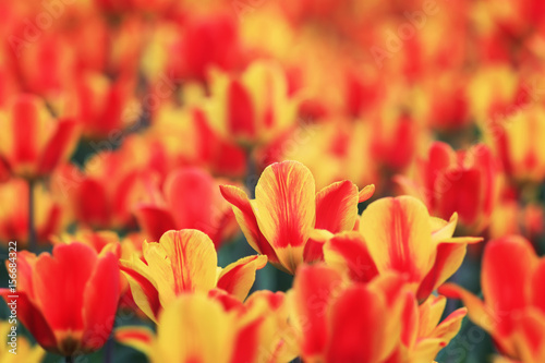 backdrop of the bright beautiful flowers of tulips