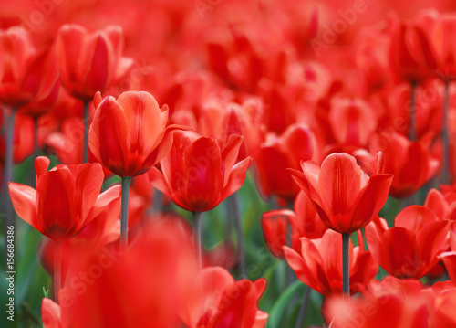 natural background of field of red tulips
