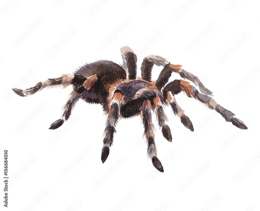 Watercolor single tarantula insect animal isolated on a white background illustration. Watercolor single tarantula insect animal isolated on a white background illustration.
