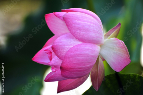 Blossom lotus flower