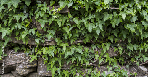 IVY STONE WALL © soyer87