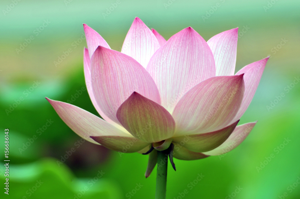 Blossom lotus flower