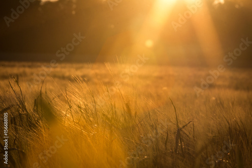 Sunlit wheat.
