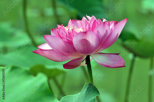 Blossom lotus flower