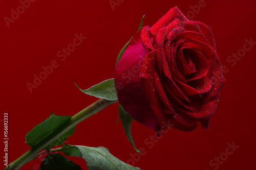 Red Rose