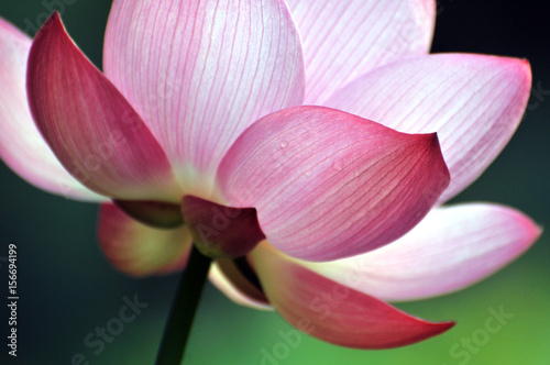 Blossom lotus flower