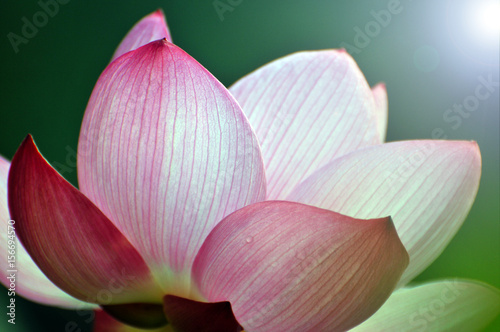 Blossom lotus flower