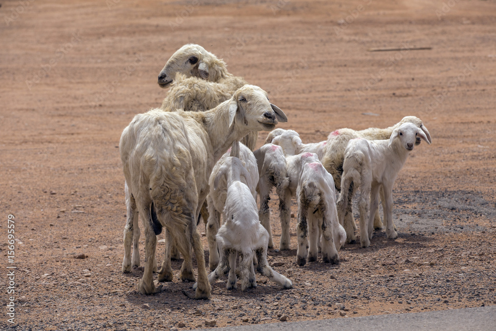 desert fat tail sheep desert fat tail sheep
