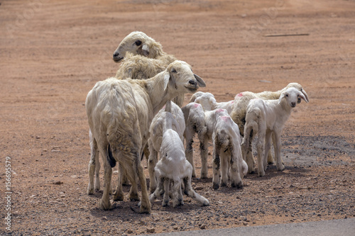 Fototapeta Naklejka Na Ścianę i Meble -  desert fat tail sheep
