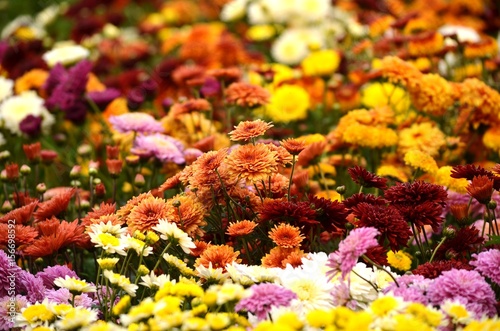 Fototapeta Naklejka Na Ścianę i Meble -  Flowers