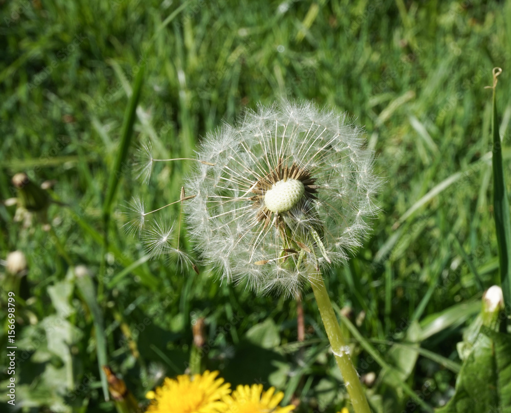 Fototapeta premium Blowballs on a green meadow