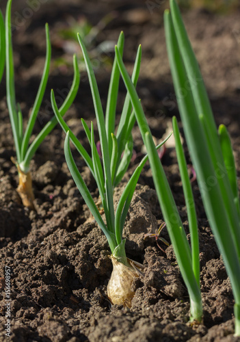 Growing spring onions.