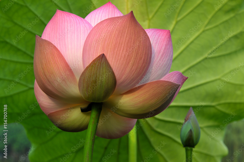 Fototapeta premium Blossom lotus flower