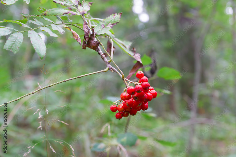 Red rowan berries Red rowan berries