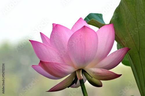 Blossom lotus flower