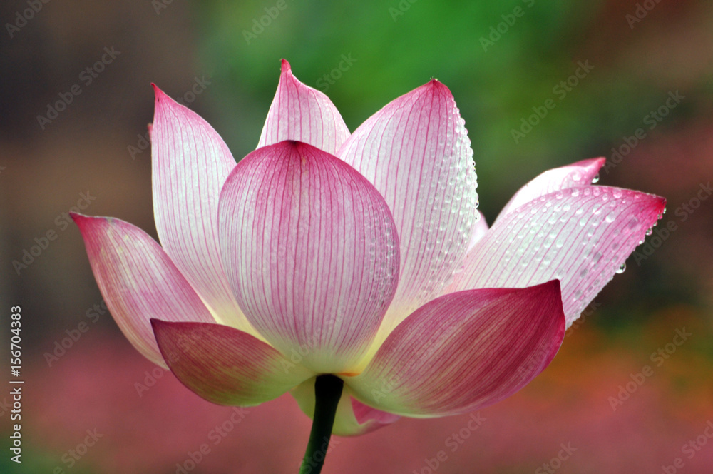 Blossom lotus flower Blossom lotus flower